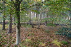 Uitzicht richting het Duitse bos