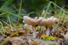 Herfst rond het Boshuis