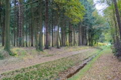 Nabij het Boshuis